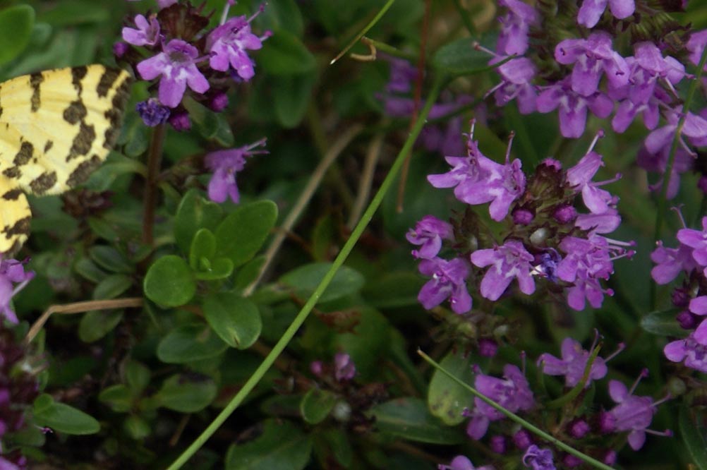 thymus pulegioides ?