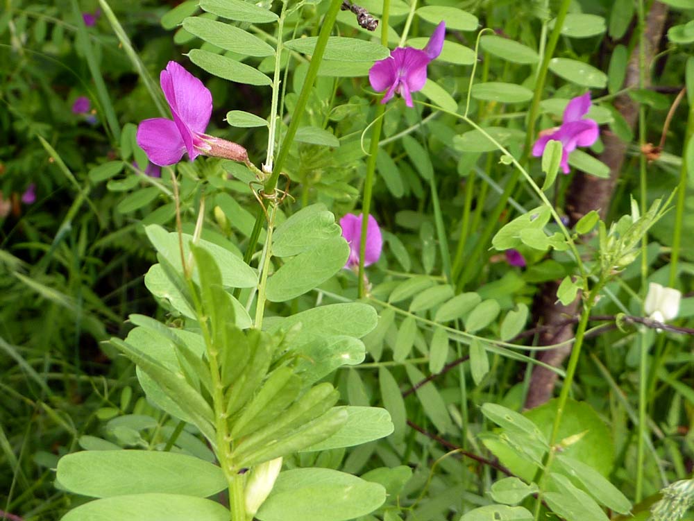 Vicia sativa  s.l.