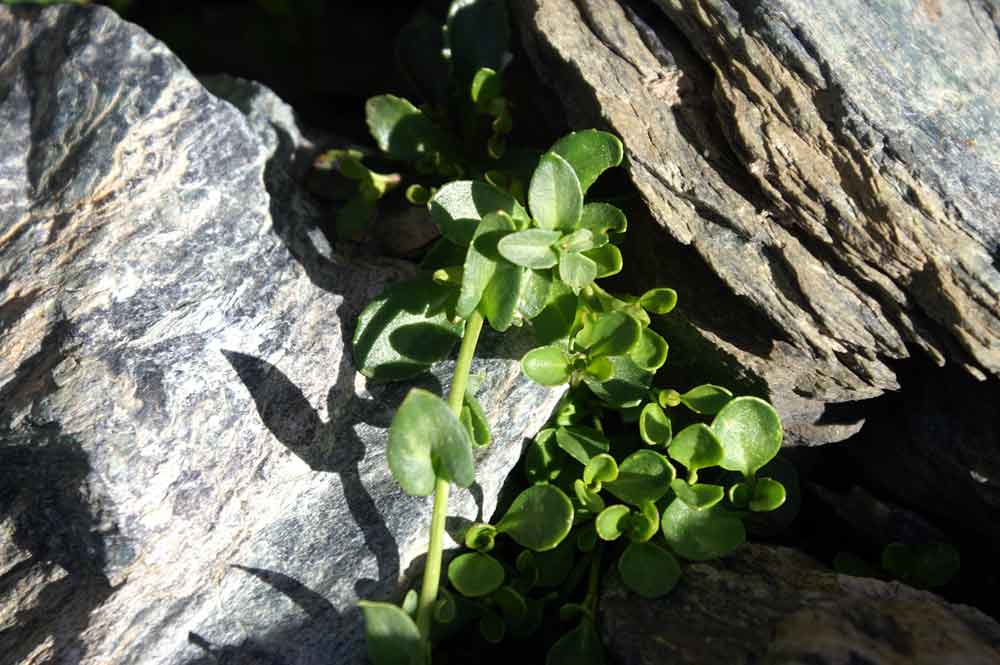Noccaea corymbosa (=Thlaspi lerechianum) / Erba storna corimbosa