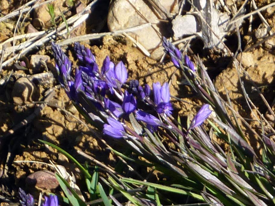 Polygala?