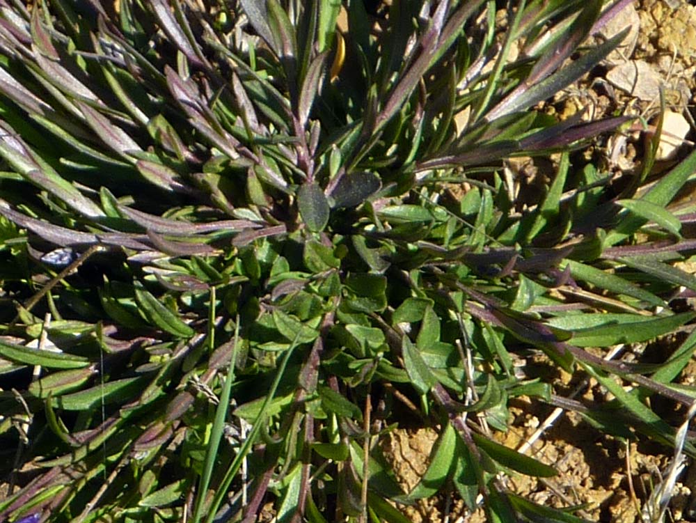 Polygala?