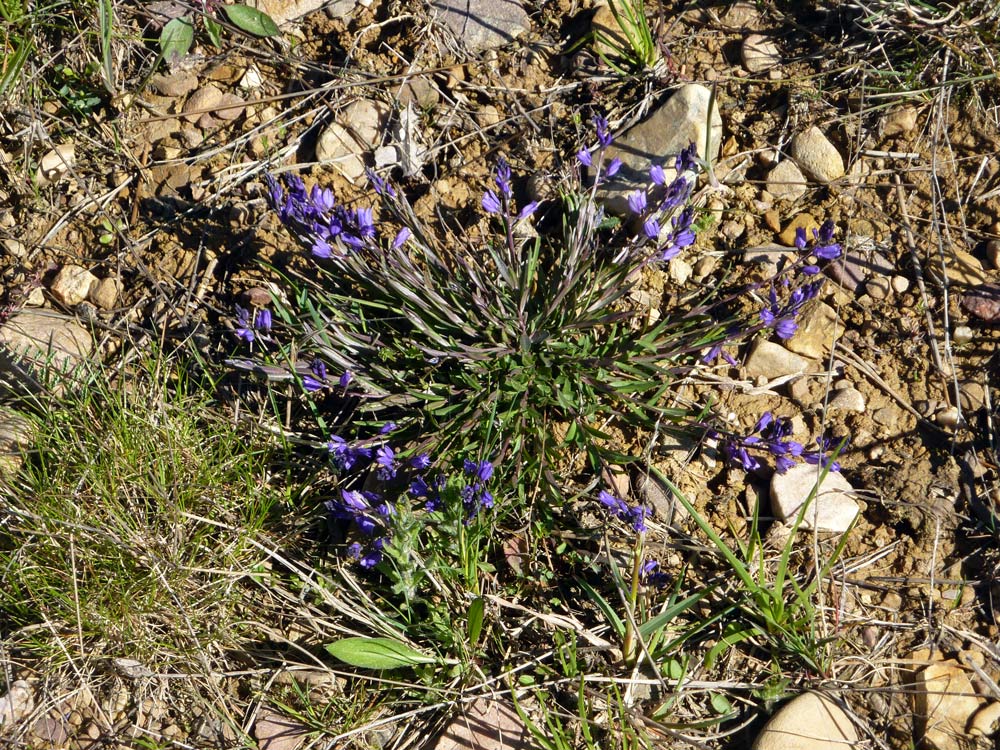 Polygala?