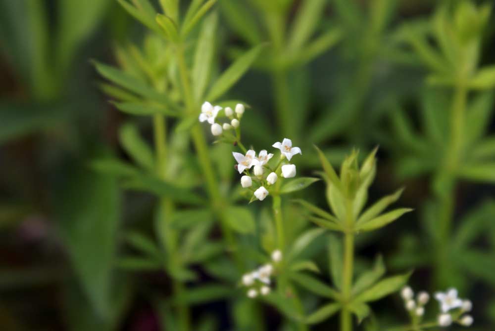 Galium cfr. aparine