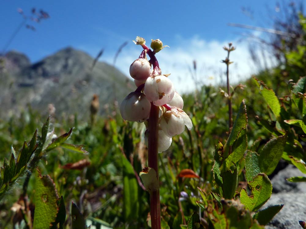 Pyrola minor / Piroletta minore