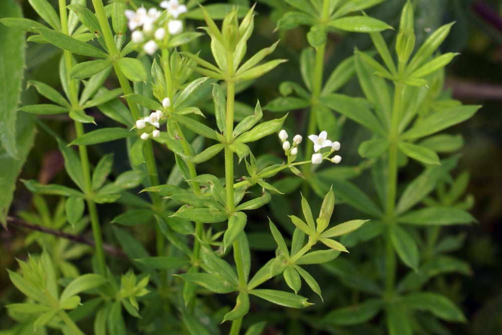 Galium cfr. aparine