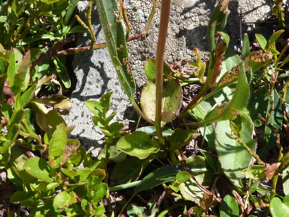 Pyrola minor / Piroletta minore