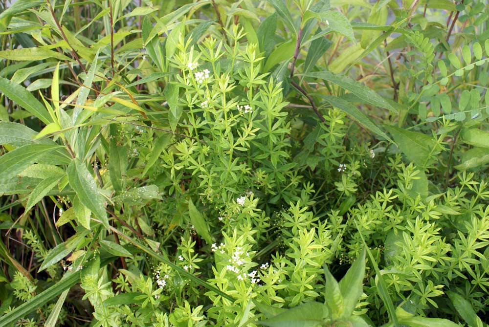 Galium cfr. aparine