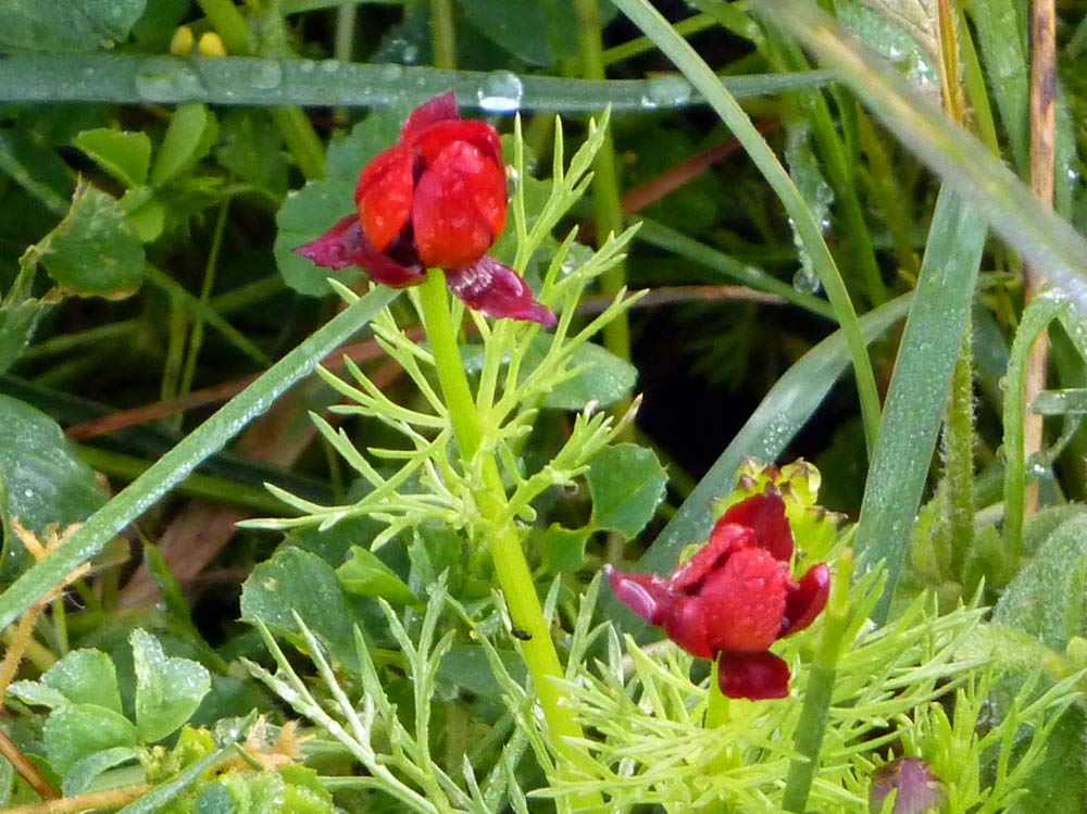 che fiori sono? - Adonis sp.