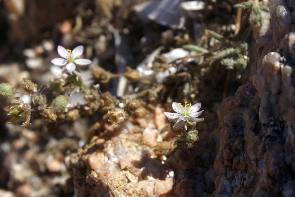 sulla sabbia - Spergularia sp.