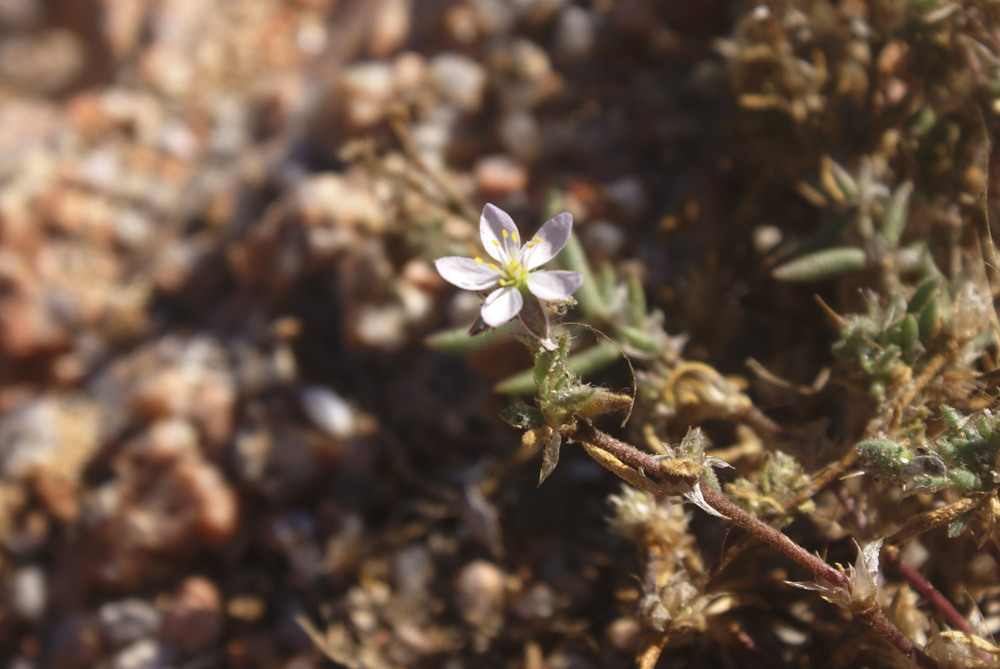 sulla sabbia - Spergularia sp.