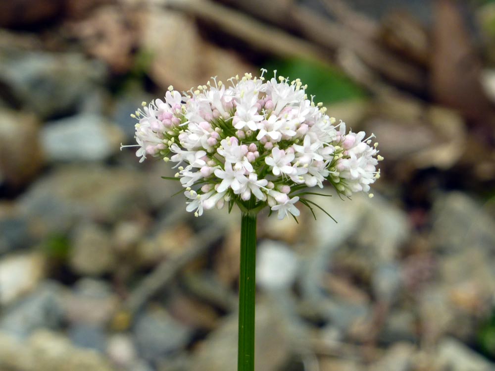 Allium? no, Valeriana cfr. dioica