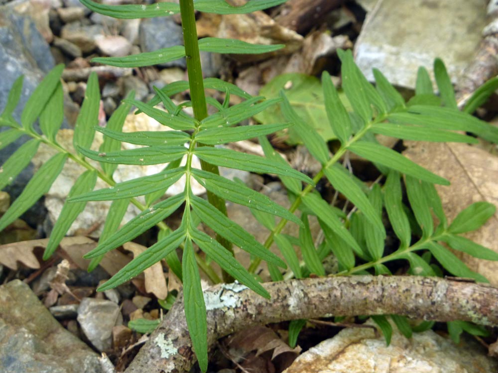 Allium? no, Valeriana cfr. dioica