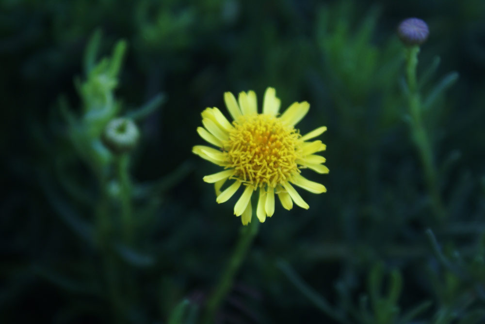 Limbarda crithmoides  (= Inula crithmoides)