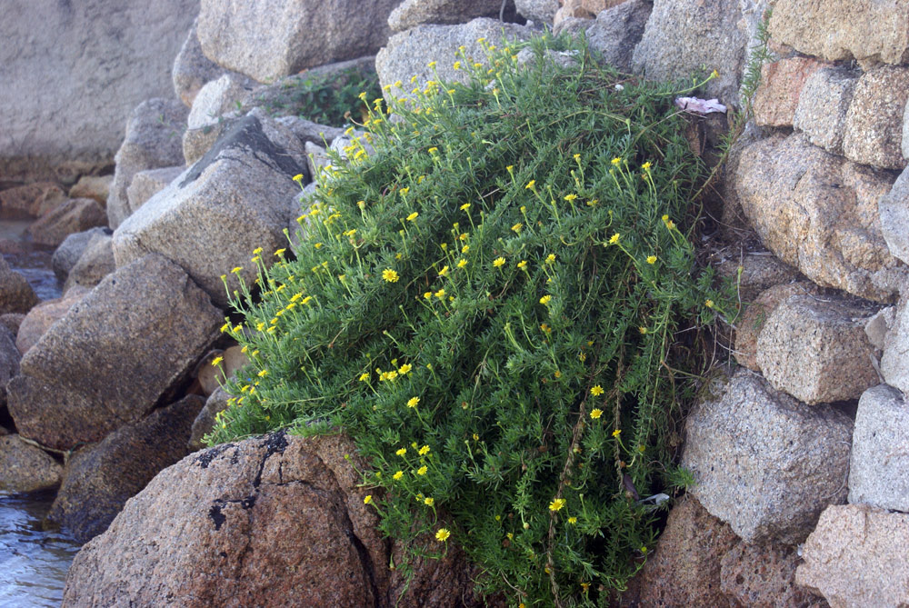 Limbarda crithmoides  (= Inula crithmoides)