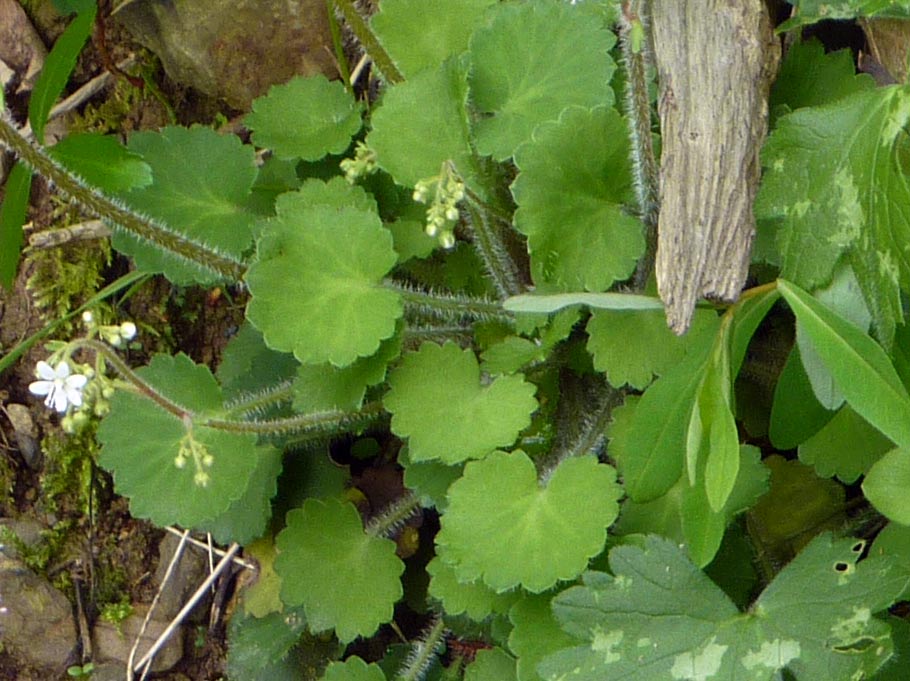 nei boschi della Galizia - Saxifraga rotundifolia