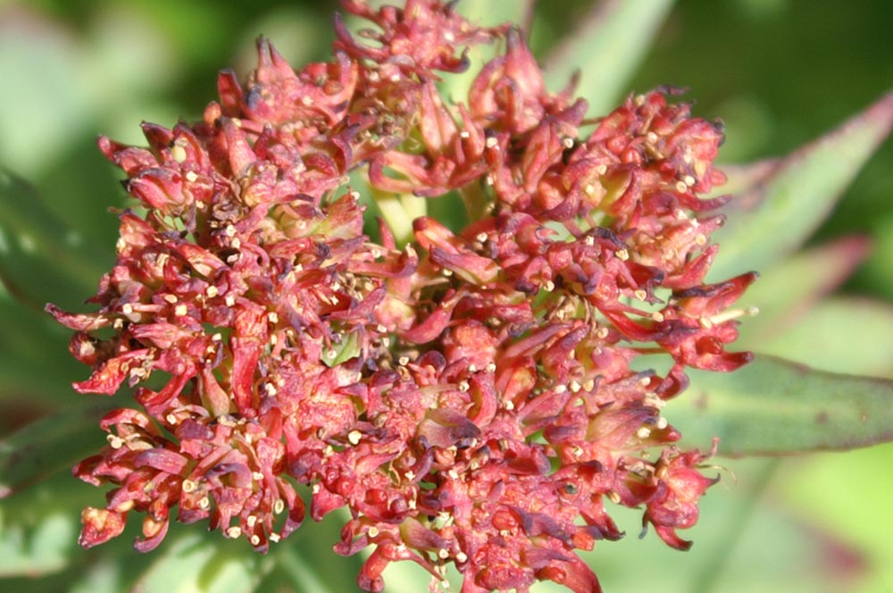 Rhodiola rosea / Rodiola rosea