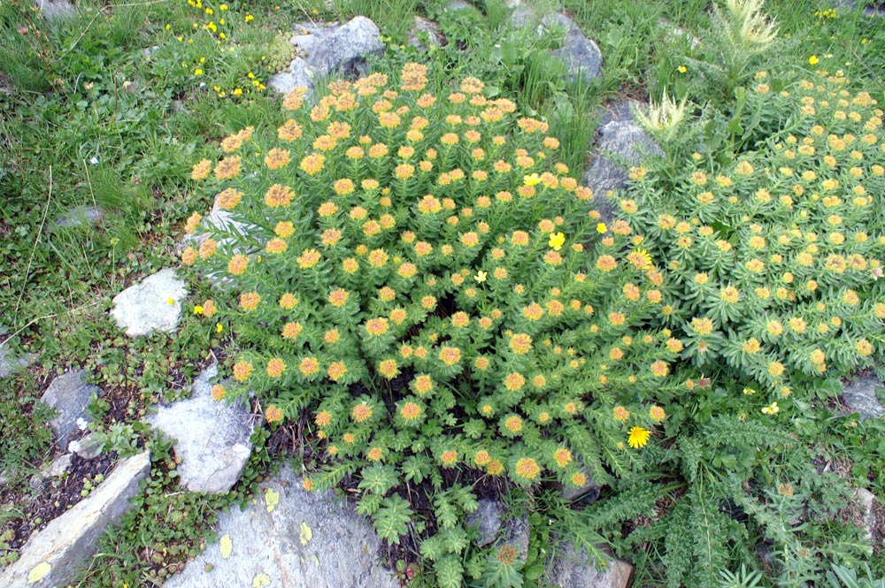 Rhodiola rosea / Rodiola rosea