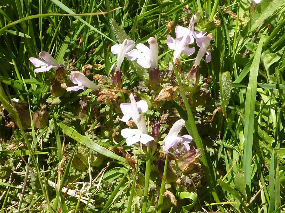 Pedicularis sylvatica ?