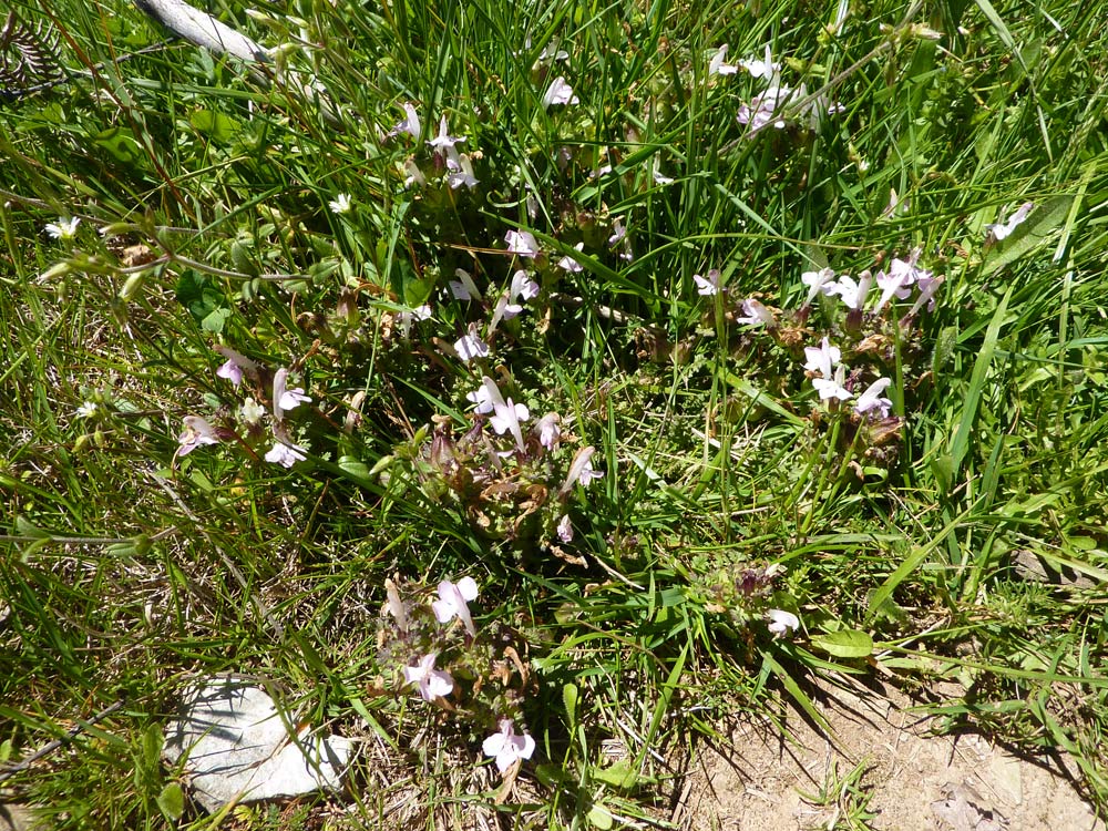 Pedicularis sylvatica ?