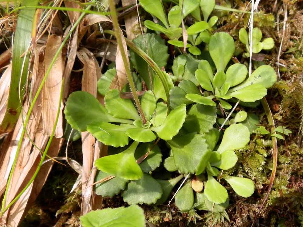 Saxifraga cuneifolia / Sassifraga a foglia cuneate