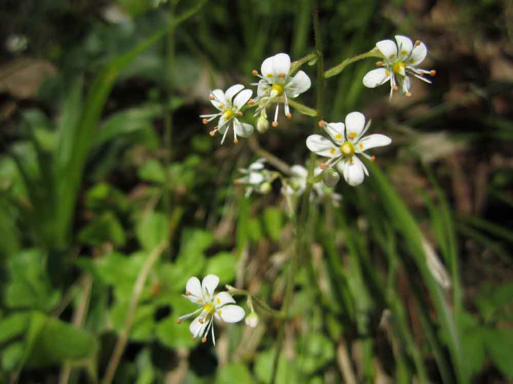 Saxifraga cuneifolia / Sassifraga a foglia cuneate