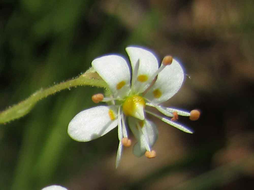 Saxifraga cuneifolia / Sassifraga a foglia cuneate