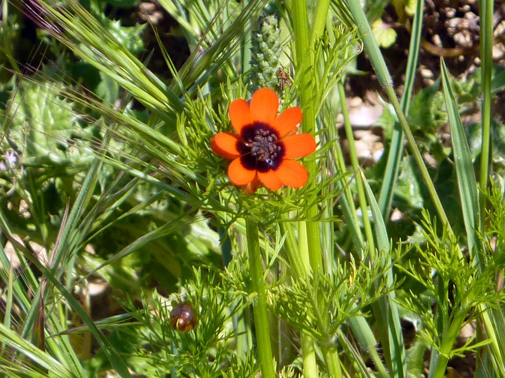 che fiori sono? - Adonis sp.