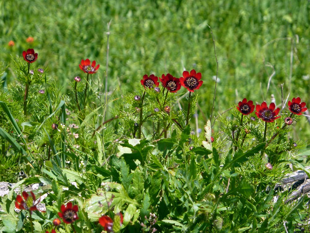 che fiori sono? - Adonis sp.