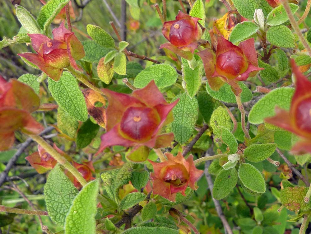 Cistus salviifolius