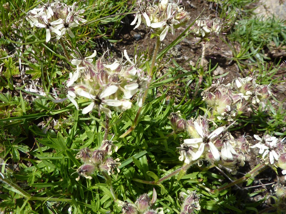 Saponaria lutea / Saponaria gialla