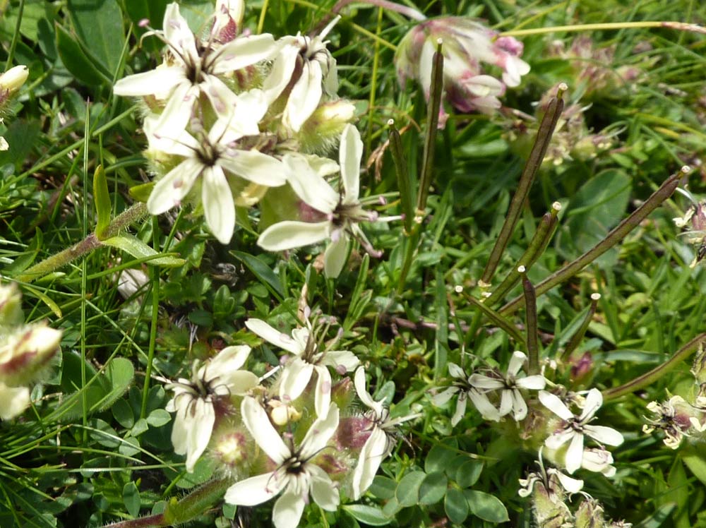 Saponaria lutea / Saponaria gialla