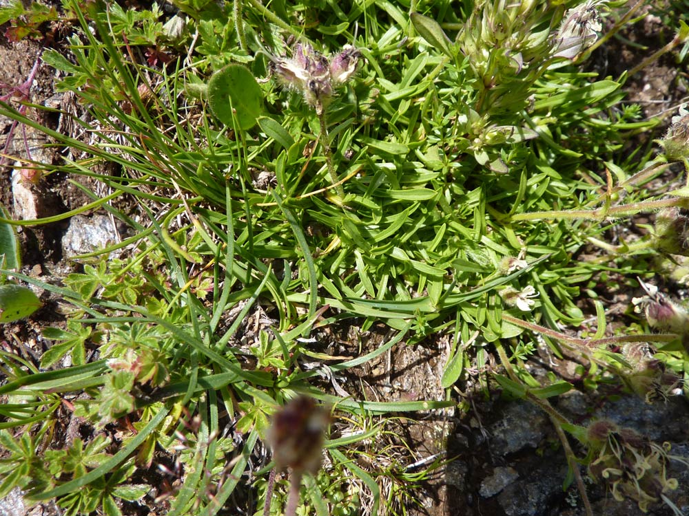 Saponaria lutea / Saponaria gialla