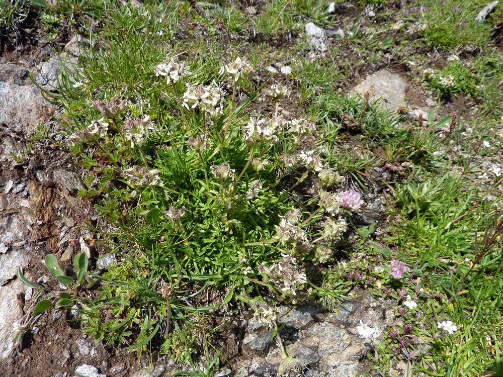 Saponaria lutea / Saponaria gialla