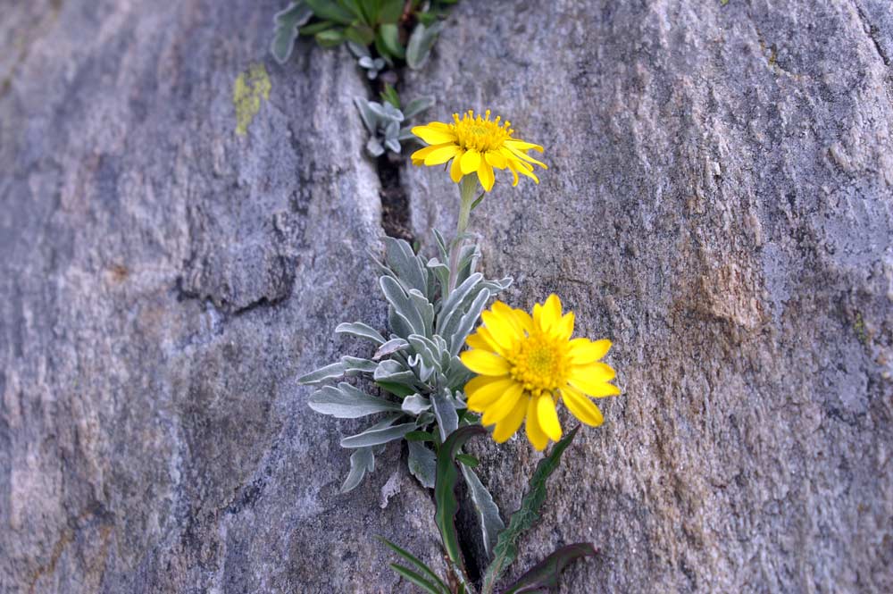 Jacobaea uniflora (= Senecio halleri )/ Senecione unifloro