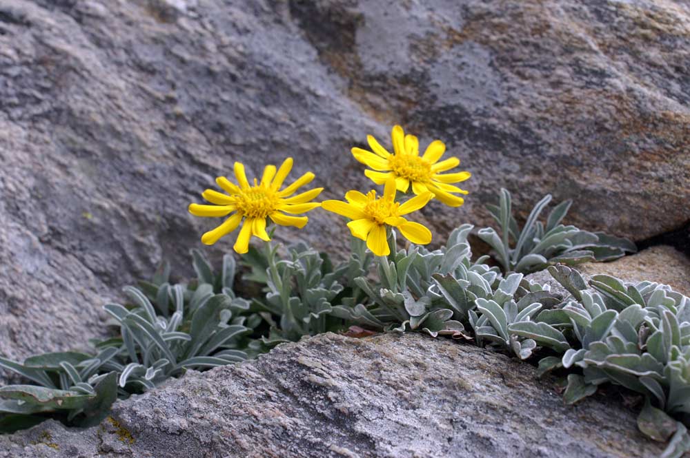 Jacobaea uniflora (= Senecio halleri )/ Senecione unifloro