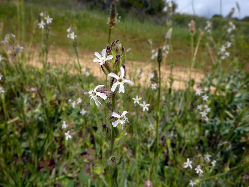 Silene gallica