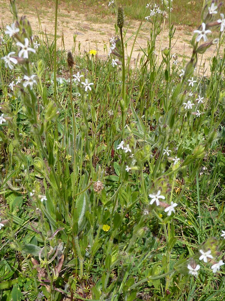 Silene gallica