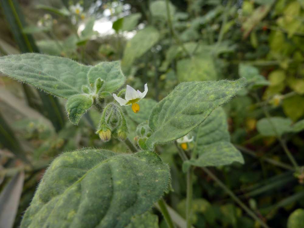 Solanum villosum (=Solanum luteum)