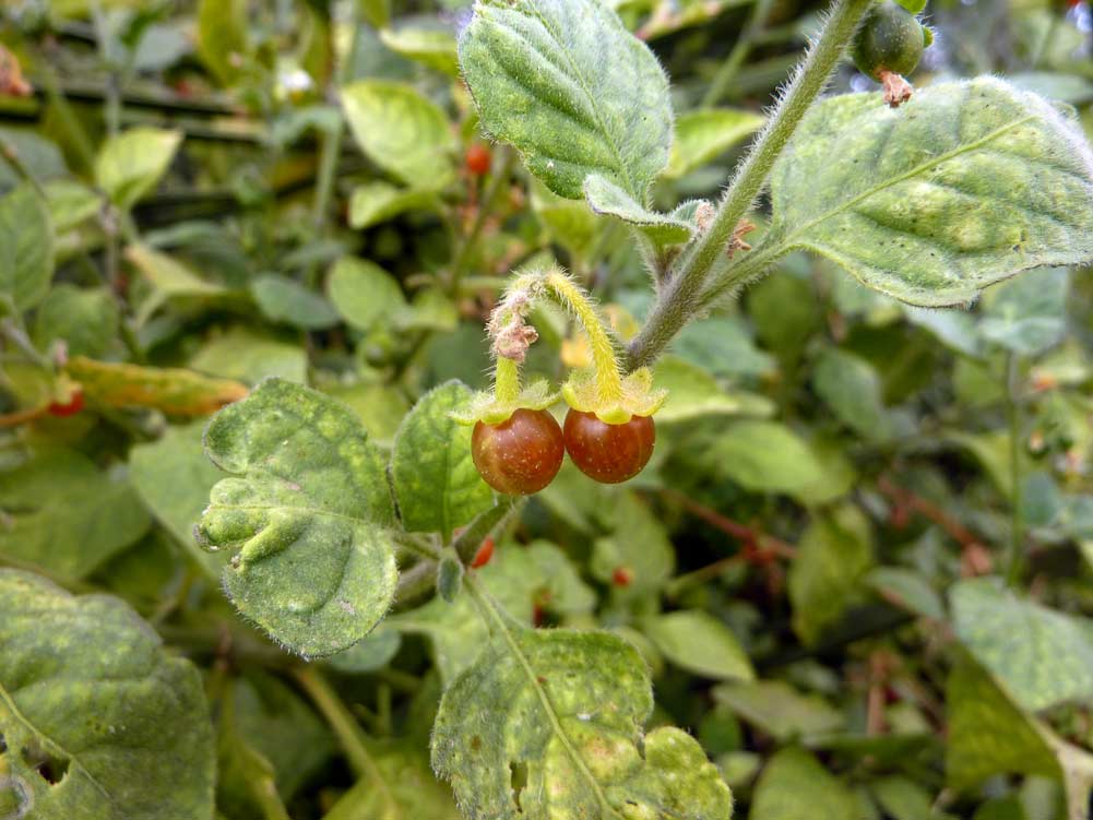 Solanum villosum (=Solanum luteum)