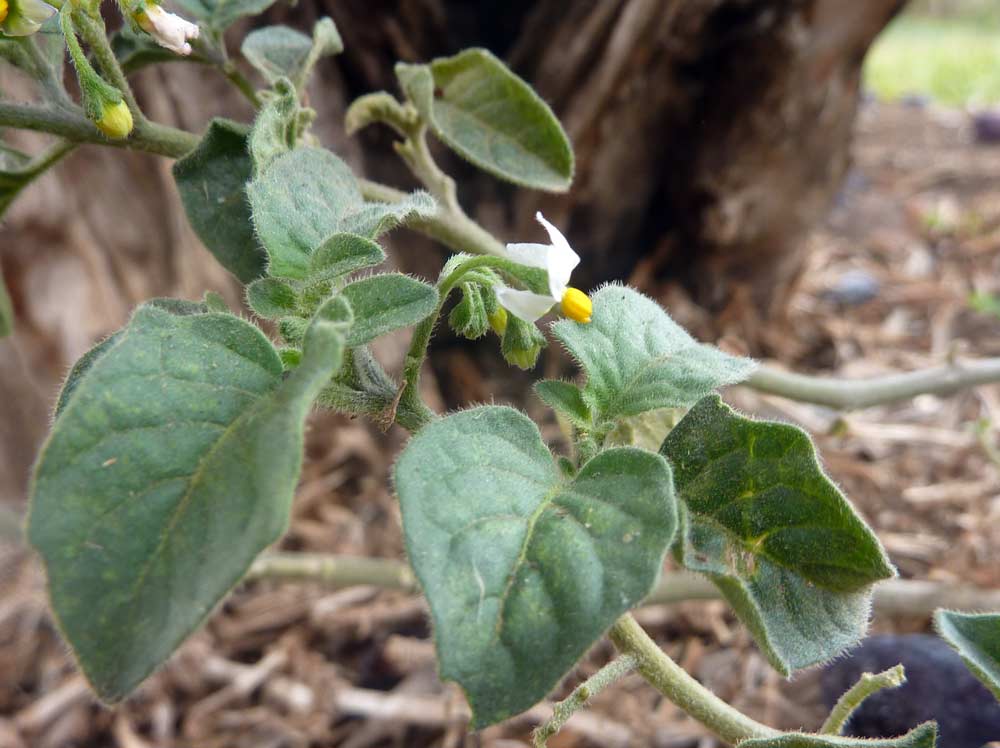 Solanum villosum (=Solanum luteum)