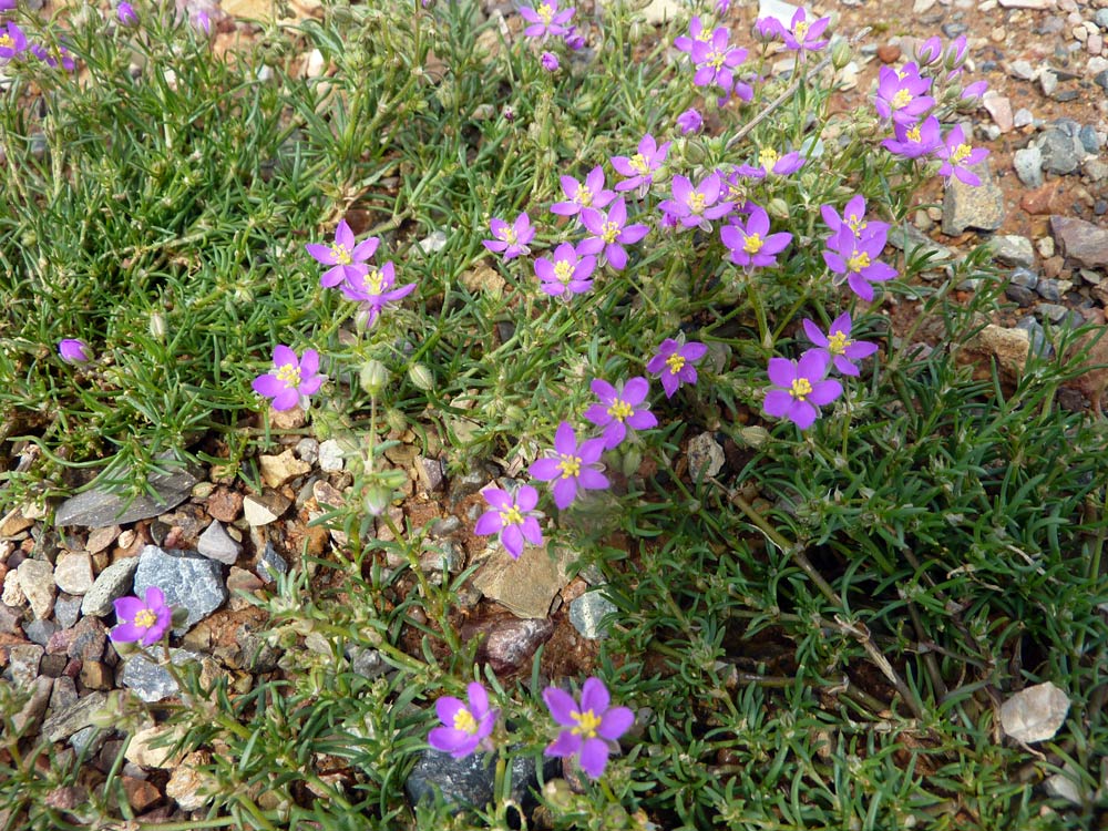 Spergularia? - Spergularia cfr. rubra.