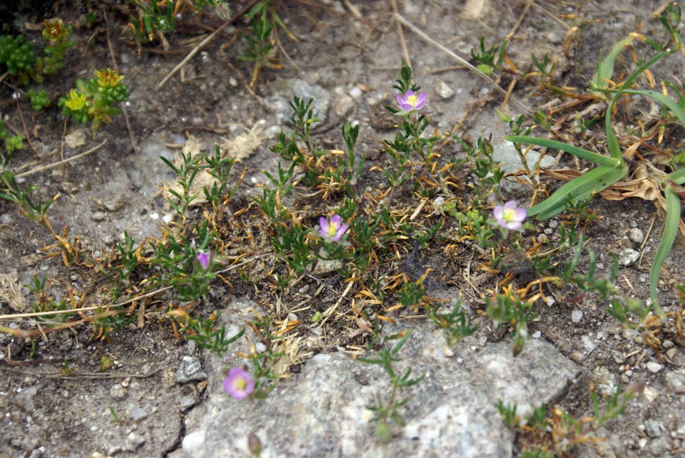 Spergularia rubra