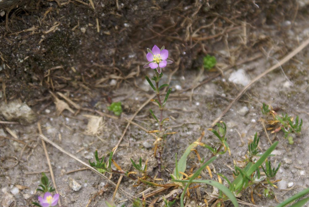 Spergularia rubra