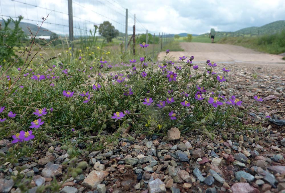 Spergularia? - Spergularia cfr. rubra.