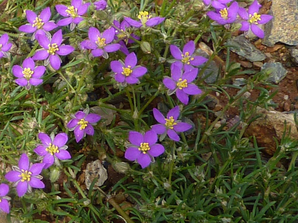 Spergularia? - Spergularia cfr. rubra.