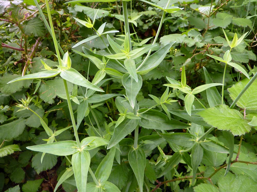 Galizia: Linaria triornithophora