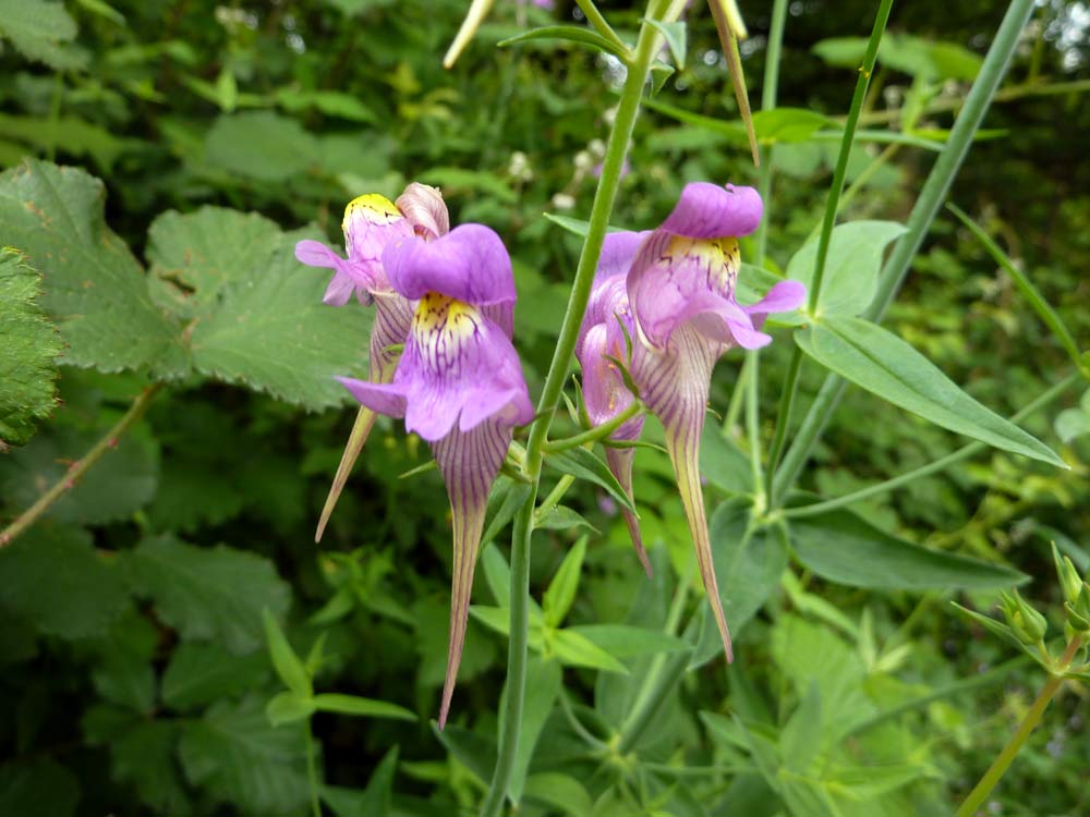 Galizia: Linaria triornithophora