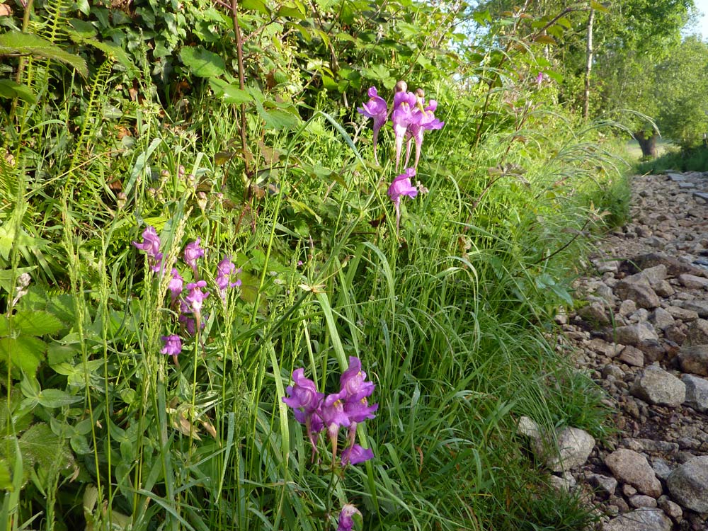 Galizia: Linaria triornithophora