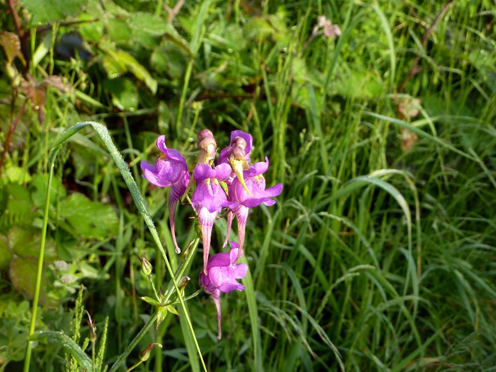 Galizia: Linaria triornithophora