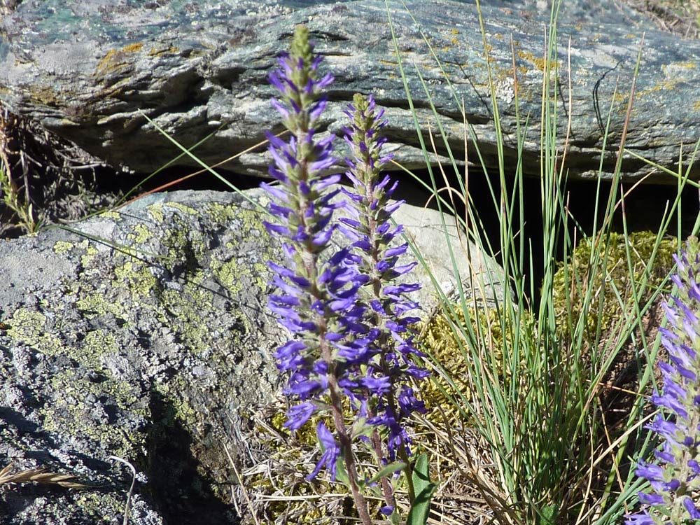 val Clavalit (AO) - Veronica spicata e V.prostrata